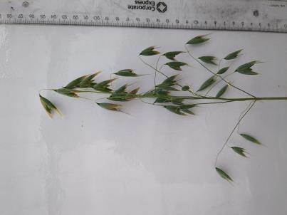 PANICLE